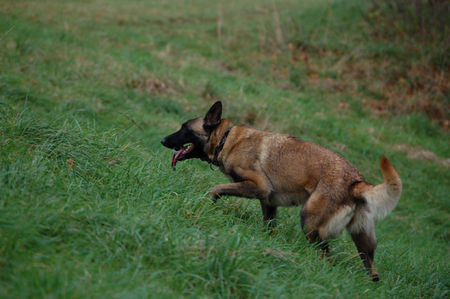 Malinois Hunde Foto 40228 in höherer Auflösung ansehen Malinois Fiona - 3J - aus dem Tierschutz (Frankreich)