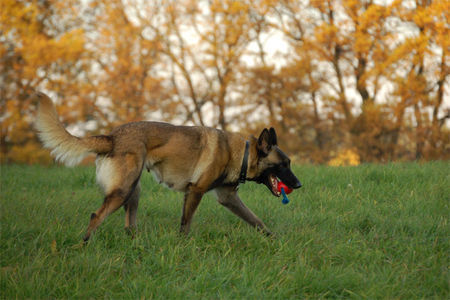 Malinois Hunde Foto 40232 in höherer Auflösung ansehen Malinois Fiona - 3J - aus dem Tierschutz (Frankreich)