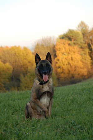 Malinois Hunde Foto 40230 in höherer Auflösung ansehen Malinois Fiona - 3J - aus dem Tierschutz (Frankreich)