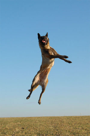 Malinois Hunde Foto 41767 in höherer Auflösung ansehen Malinois Fiona 3J.
