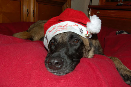 Malinois Hunde Foto 41766 in höherer Auflösung ansehen Malinois Fiona 3J.