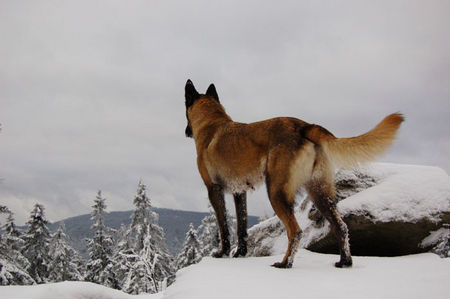 Malinois Hunde Foto 41768 in höherer Auflösung ansehen Malinois Fiona 3J.