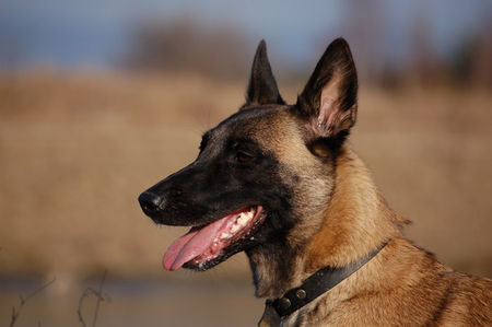 Malinois Hunde Foto 41769 in höherer Auflösung ansehen Malinois Fiona 3J.