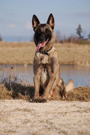 Malinois Hunde Foto 41770 in höherer Auflösung ansehen Malinois Fiona 3J.
