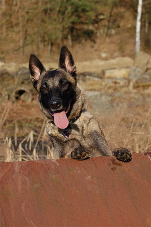Malinois Hunde Foto 41771 in höherer Auflösung ansehen Malinois Fiona 3J.