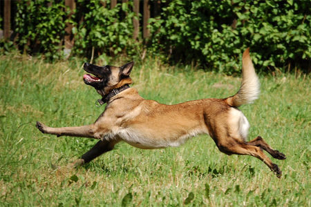 Malinois Hunde Foto 42940 in höherer Auflösung ansehen Malinois Malinois Fiona, TS Frankreich