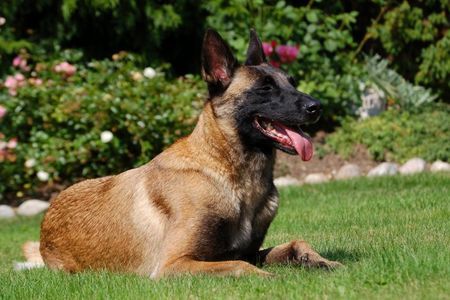 Malinois Hunde Foto 42942 in höherer Auflösung ansehen Malinois Malinois Fiona, TS Frankreich