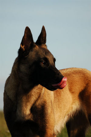 Malinois Hunde Foto 42945 in höherer Auflösung ansehen Malinois Malinois Fiona, TS Frankreich