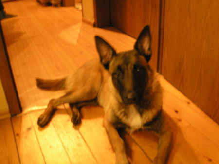 Malinois Hunde Foto 32601 Malinois Molly erwachsen