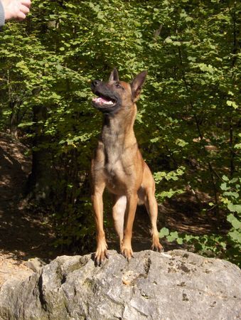 Malinois Hunde Foto 28685 in höherer Auflösung ansehen Malinois Aroune sas van Gent