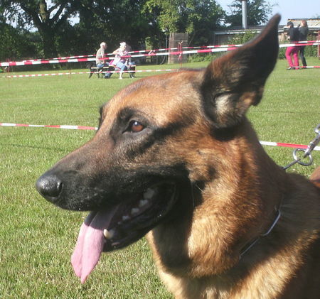 Malinois Hunde Foto 42668 Malinois Nero