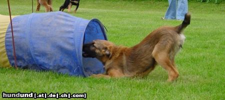 Malinois Hunde Foto 11756 Malinois ...kommst du nun endlich, oder muss ich dich holen
