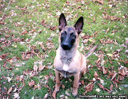 Malinois Hunde Foto 7495 Malinois anco von der Slavenburg mit 7 mon.