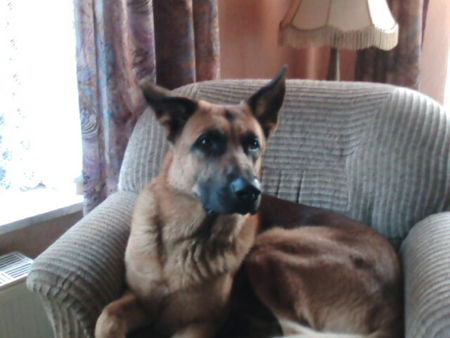 Malinois Hunde Foto 42756 in höherer Auflösung ansehen Malinois