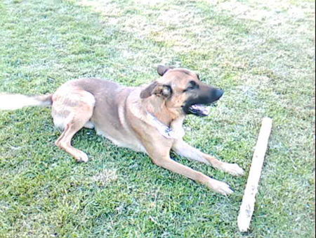 Malinois Hunde Foto 42757 in höherer Auflösung ansehen Malinois Nero und sein Stöckchen
