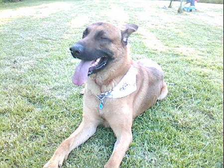 Malinois Hunde Foto 42758 in höherer Auflösung ansehen Malinois Nero und sein Stöckchen