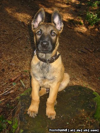 Malinois Hunde Foto 14494 Malinois