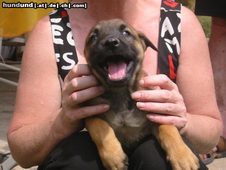 Malinois Hunde Foto 13644 Malinois Aron Black Forrest Gun