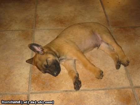 Malinois Hunde Foto 13645 Malinois Aron Black Forrest Gun