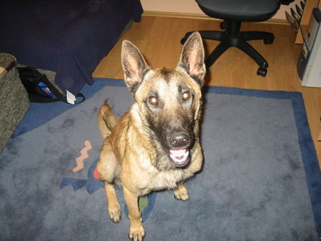 Malinois Hunde Foto 39715 in höherer Auflösung ansehen Malinois Kokolino