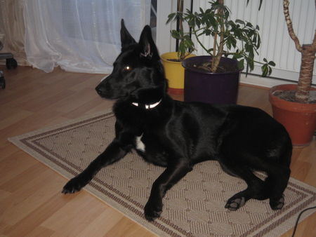 Malinois Hunde Foto 41370 in höherer Auflösung ansehen Malinois Jolly 2 Jahre