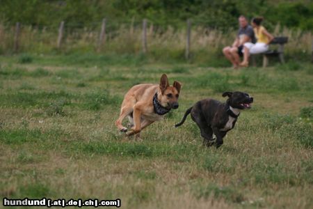 Malinois Hunde Foto 23718 in höherer Auflösung ansehen Malinois ich fang dich schon