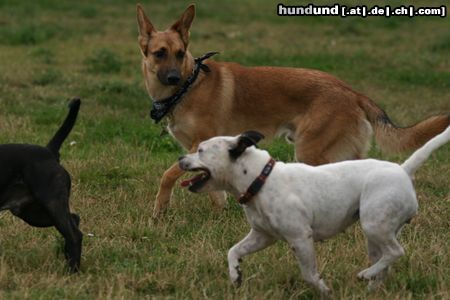 Malinois Hunde Foto 23719 in höherer Auflösung ansehen Malinois 1,2, ... he einer fehlt