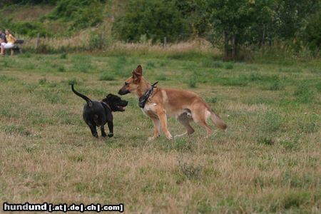 Malinois Hunde Foto 23720 in höherer Auflösung ansehen Malinois einen Tanz gefällig ?
