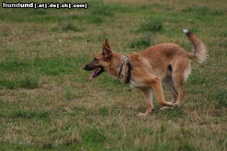 Malinois Hunde Foto 23721 in höherer Auflösung ansehen Malinois ich komme schon