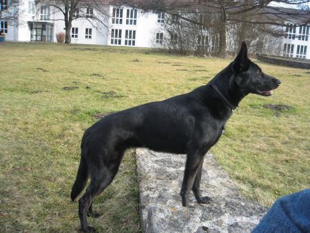 Malinois Hunde Foto 41368 in höherer Auflösung ansehen Malinois