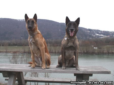 Malinois Hunde Foto 9162 Malinois Mal Pause machen