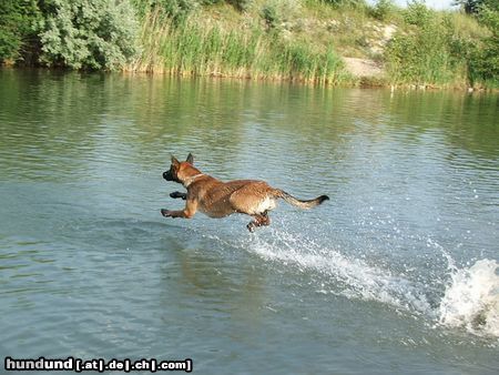 Malinois Hunde Foto 23474 in höherer Auflösung ansehen Malinois Mira