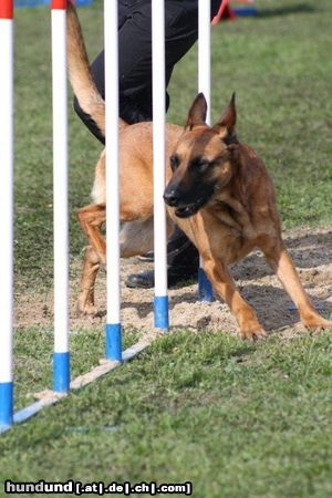 Malinois Hunde Foto 46101 Malinois Kerou (Bellyeu)
