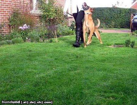 Malinois Hunde Foto 46075 Malinois Kerou (Bellyeu)