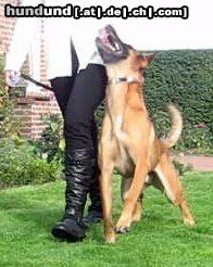 Malinois Hunde Foto 46074 Malinois Kerou (Bellyeu)