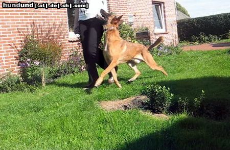 Malinois Hunde Foto 46073 Malinois Kerou (Bellyeu)