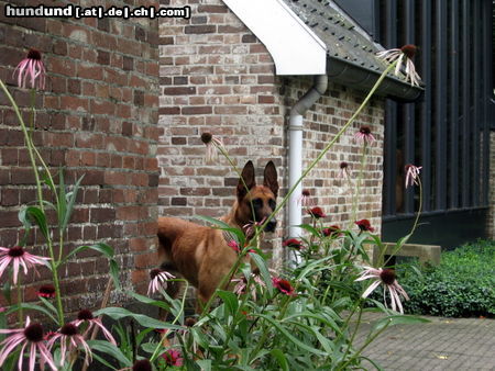 Malinois Hunde Foto 46033 Malinois Kerou ( Bellyeu)