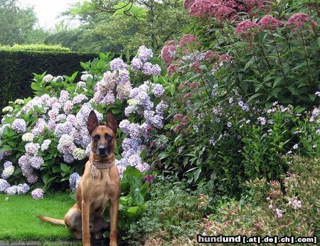 Malinois Hunde Foto 46035 Malinois Kerou ( Bellyeu)