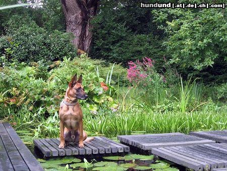 Malinois Hunde Foto 46067 Malinois Kerou (Kee)
