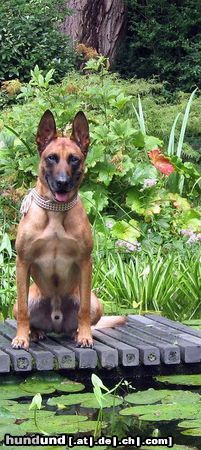 Malinois Hunde Foto 46069 Malinois Kerou (Kee)