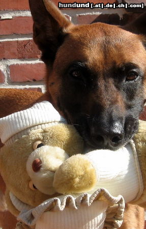 Malinois Hunde Foto 46062 Malinois Kerou (Kee)