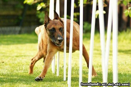 Malinois Hunde Foto 46387 Malinois Kerou
