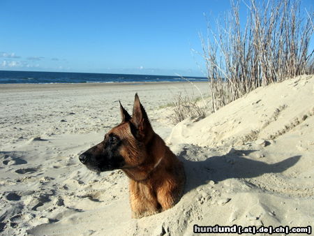 Malinois Hunde Foto 46063 Malinois Kerou (Kee)