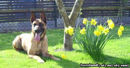 Malinois Hunde Foto 44204 Malinois Kerou ( Bellyeu)