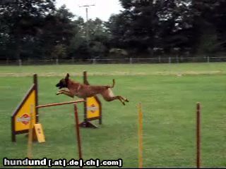 Malinois Hunde Foto 44974 Malinois Kerou ( Bellyeu)