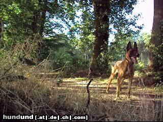 Malinois Hunde Foto 44972 in höherer Auflösung ansehen Malinois Kerou ( Bellyeu)