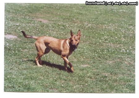 Malinois Hunde Foto 4229 Malinois mein Ball
