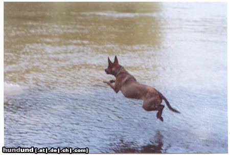Malinois Hunde Foto 4230 Malinois fliiiieg