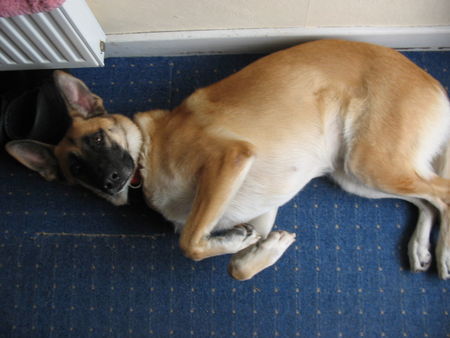 Malinois Hunde Foto 31516 Malinois Mein Traumhund