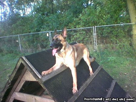 Malinois Hunde Foto 16347 Malinois Das ist der dussel kira ...